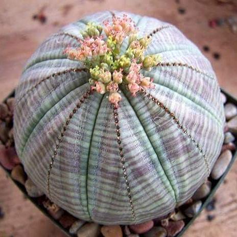 布纹球窗台一般趣味大戟属