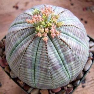 obesa Euphorbia 大戟科大戟属块根植物欧系锈斑 布纹球 绿阳新意