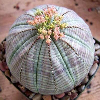 布纹球窗台一般趣味大戟属