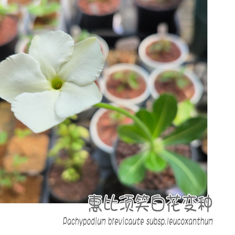 惠比须笑白花变种pachypodium brevicaule subsp.leucoxan块根