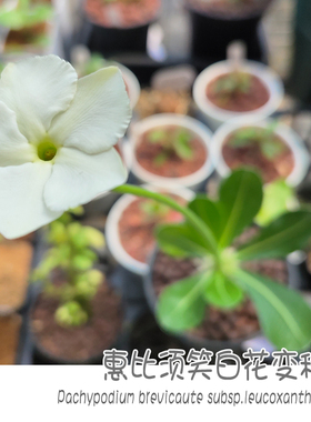 惠比须笑白花变种Pachypodium brevicaule subsp.leucoxan块根