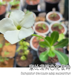 惠比须笑白花变种Pachypodium subsp.leucoxan块根 brevicaule