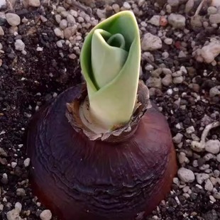 一物一拍 peruviana球根鳞茎植物 绿阳新意 石蒜科犀牛皮Rauhia