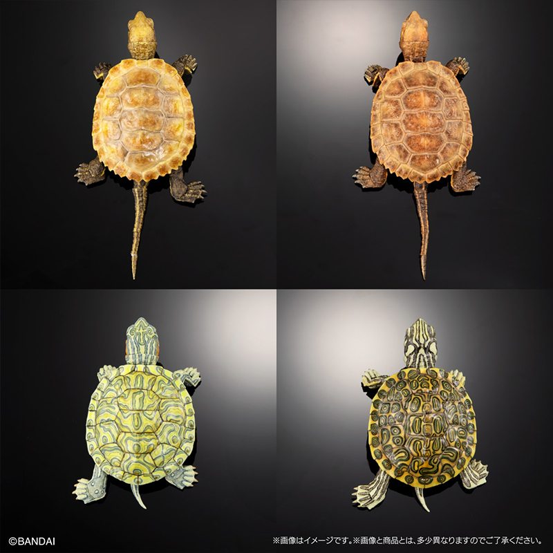 生物大图鉴龟2关节可动乌龟摆件
