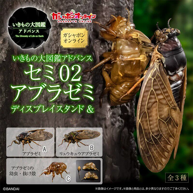 万代生物大图鉴 蚱蝉公仔2 油蝉 幼虫 蝉蜕摆件扭蛋【全款预售】