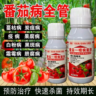 西红柿专用药番茄病害防治灰霉病早晚疫病青枯病枯萎炭疽病杀菌
