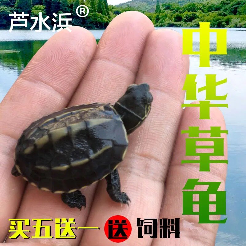 好养的小乌龟活物体外塘下蛋种草龟幼龟苗家水养招财长金线龟宠物