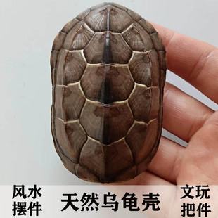 天然乌龟壳完整真草龟墨龟壳完整六爻工具文玩手把挂摆件富甲天下