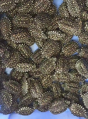 满天星斑点黑池小乌龟苗深水好养的观赏宠物活物体鱼缸吃粪龟