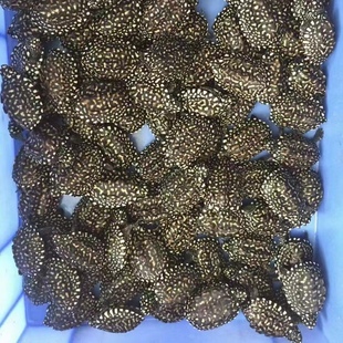 满天星斑点黑池小乌龟苗深水好养的观赏宠物活物体鱼缸吃粪龟