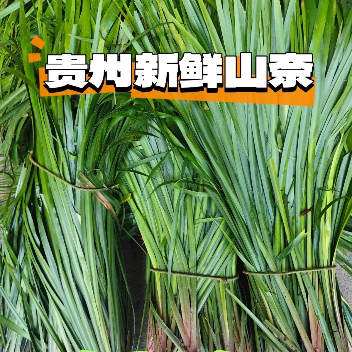 贵州新鲜调味香料山奈五香草随手香新鲜带根盆栽1斤三赖茴香菖蒲