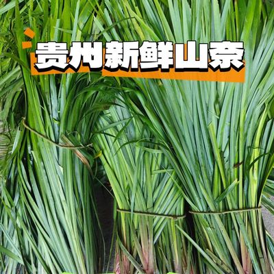 贵州新鲜调味香料山奈五香草随手香新鲜带根盆栽1斤三赖茴香菖蒲