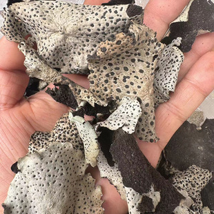 云南野石耳石菇岩耳干货级装100g干净无杂免洗无沙崖菇石壁花