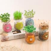 创意迷你植栽 桌面小花盆 室内负离子水培盆栽 办公室防辐射植物