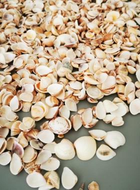 香薰蜡烛DIY天然海螺贝壳 大豆蜡果冻蜡DIY制作装饰品 创意DIY