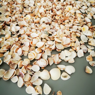 香薰蜡烛DIY天然海螺贝壳 大豆蜡果冻蜡DIY制作装饰品 创意DIY