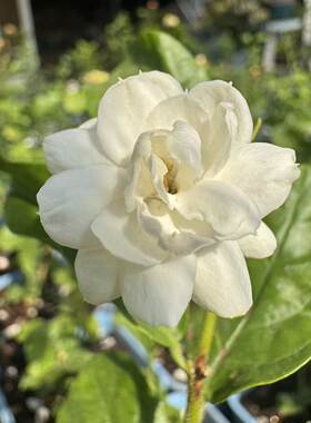 尖叶虎头茉莉开花清香新手推荐室内好养护盆栽花卉