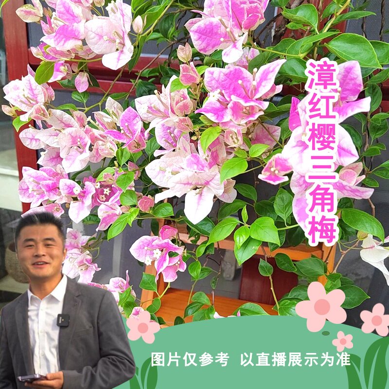 漳红樱喜光易养护室内室外庭院花卉观赏植物