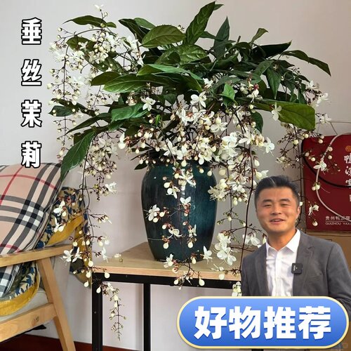 泰国垂丝茉莉盆栽多品种多年生室内阳台观花植物