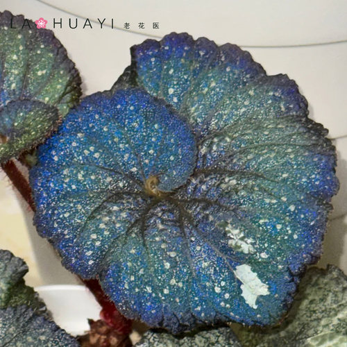 【热植馆】超级宇宙秋海棠栽室内好养多巴胺风格绿植