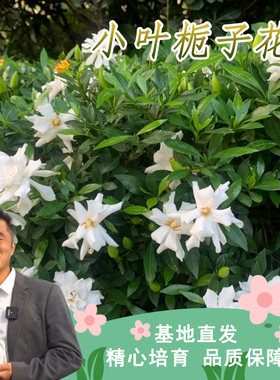 小叶栀子花栀子花四季盆栽植物庭院绿植喜光喜水浓香
