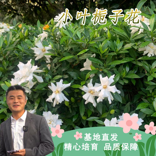 小叶栀子花栀子花四季盆栽植物庭院绿植喜光喜水浓香