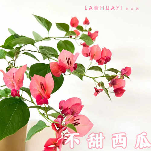 不甜西瓜喜光易养护室内室外庭院花卉观赏植物