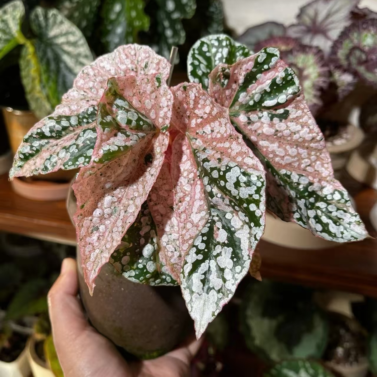 【热植馆】富士山锦秋海棠热带植物绿植花卉植物室内高端植物观赏