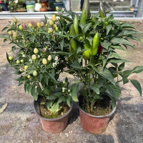五彩小辣椒盆栽结果好养护新手推荐
