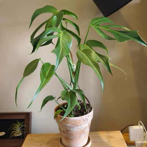 巴西龟龟背竹盆栽植物室内耐阴绿植
