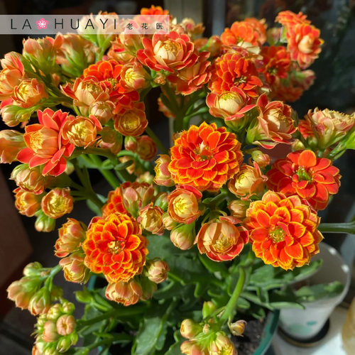 金狐狸长寿花室内外四季开花阳台室内外四季开花带花苞发货