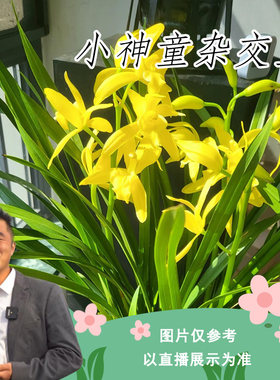 【云】小神童杂交兰花室内阳台好养绿植花卉盆栽