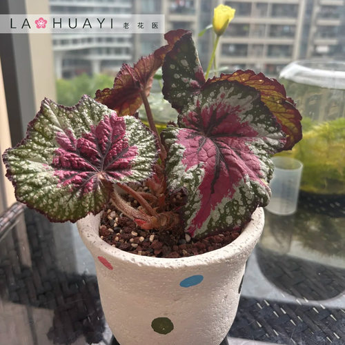 【热植馆】圣尼克秋海棠热带植物花卉植物室内高端植物观赏