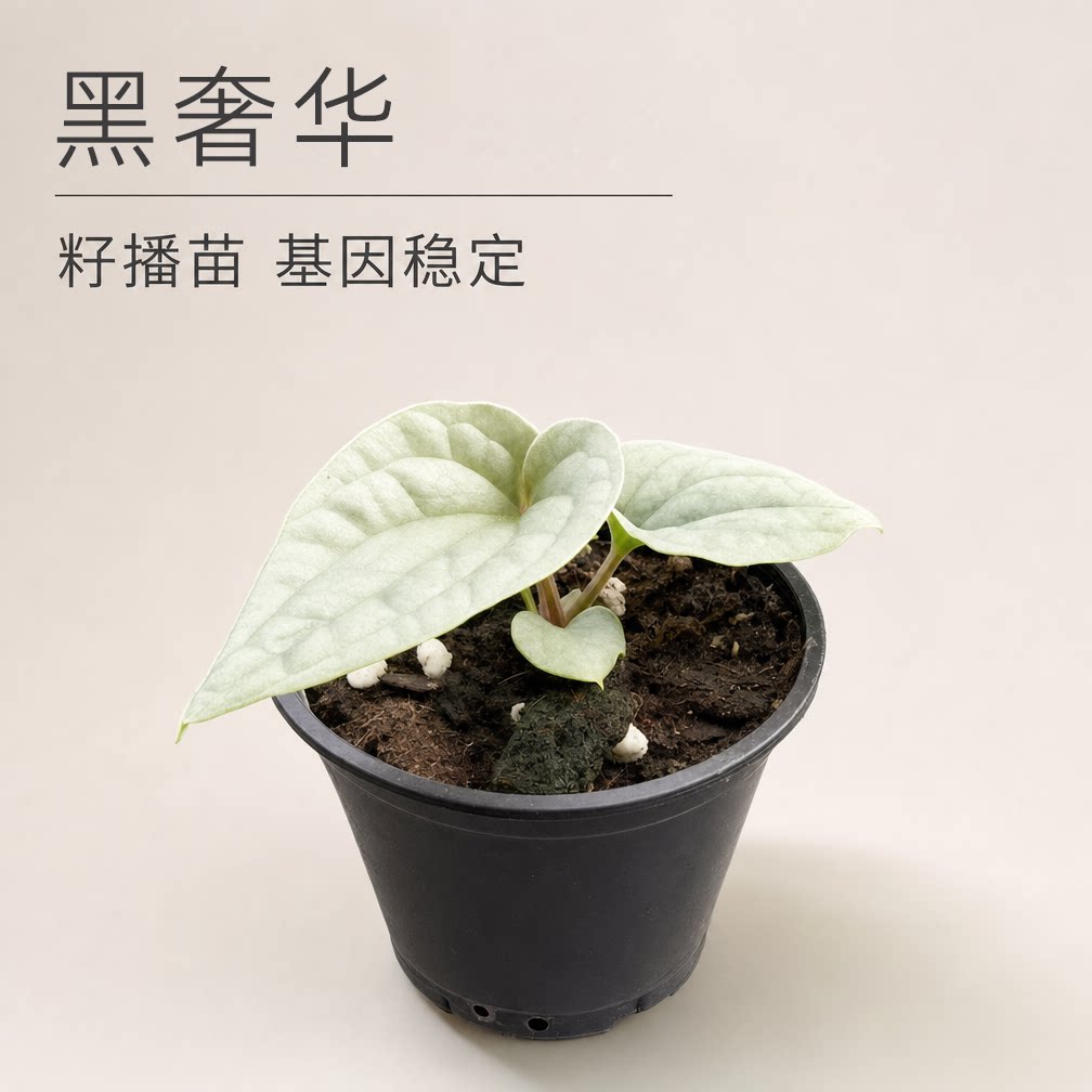 黑奢华花烛盆栽室内好养耐阴网红观叶绿植小盆景