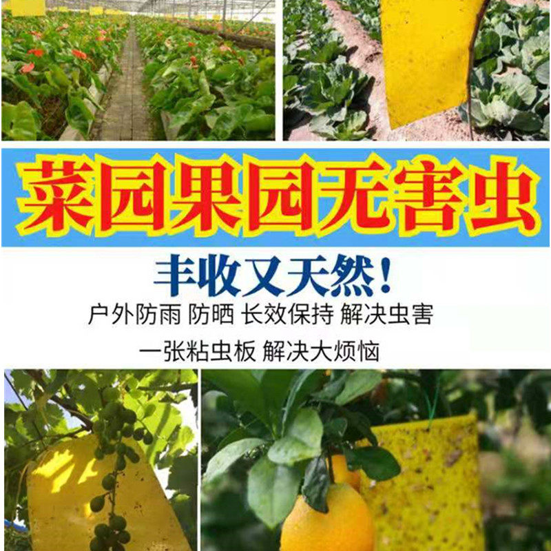 小黄板诱杀小黑飞蚜虫粉虱潜叶果蝇环保物理杀虫诱虫板蓟马虫飞虫