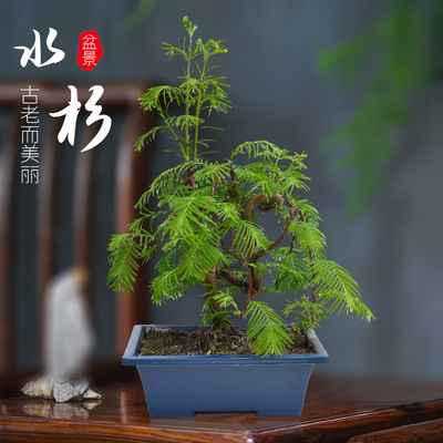 【老花医】水杉盆栽盆景绿植四季常绿观叶好养易打理原盆原土植物