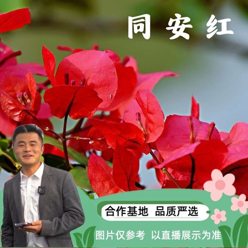 同安红三角梅喜光易养护室内室外庭院花卉观赏植物