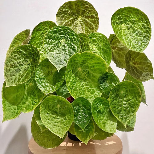 【热植馆】福寿秋海棠热带植物绿植花卉室内高端植物观赏