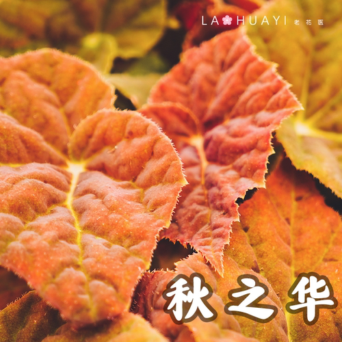 【热植馆】秋之华秋海棠热带植物绿植花卉植物室内高端植物观赏