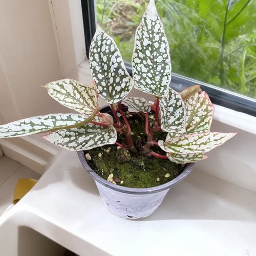【热植馆】秋海棠12cm盆合集盆栽室内好养多巴胺风格绿植