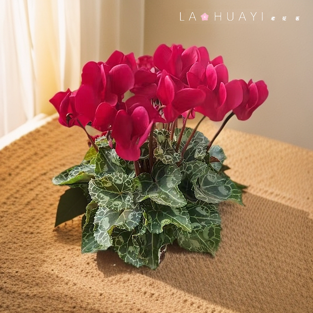 仙客来盆栽多年生草本阳台开花好养易活