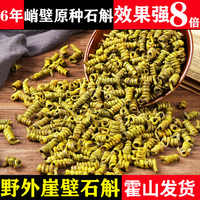 2026年明前新货霍山铁皮石斛枫斗龙头凤尾野外崖壁中药材滋补优等