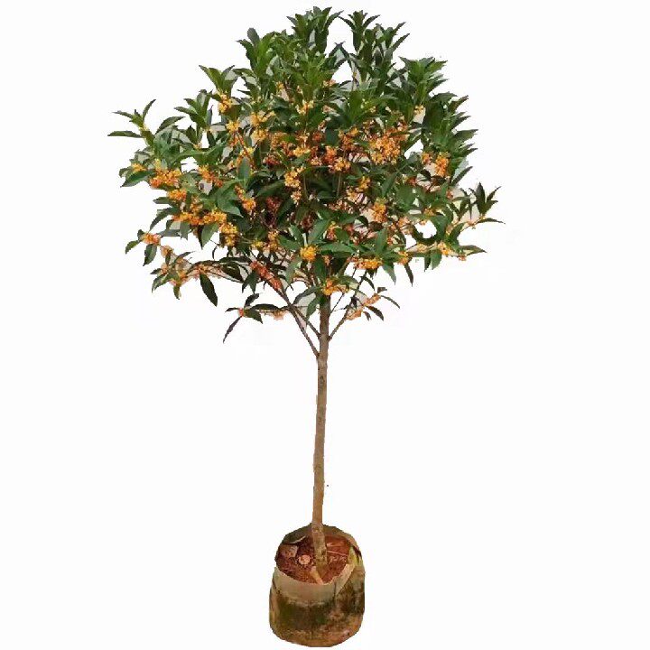 四季盆栽庭院桂花树苗包邮