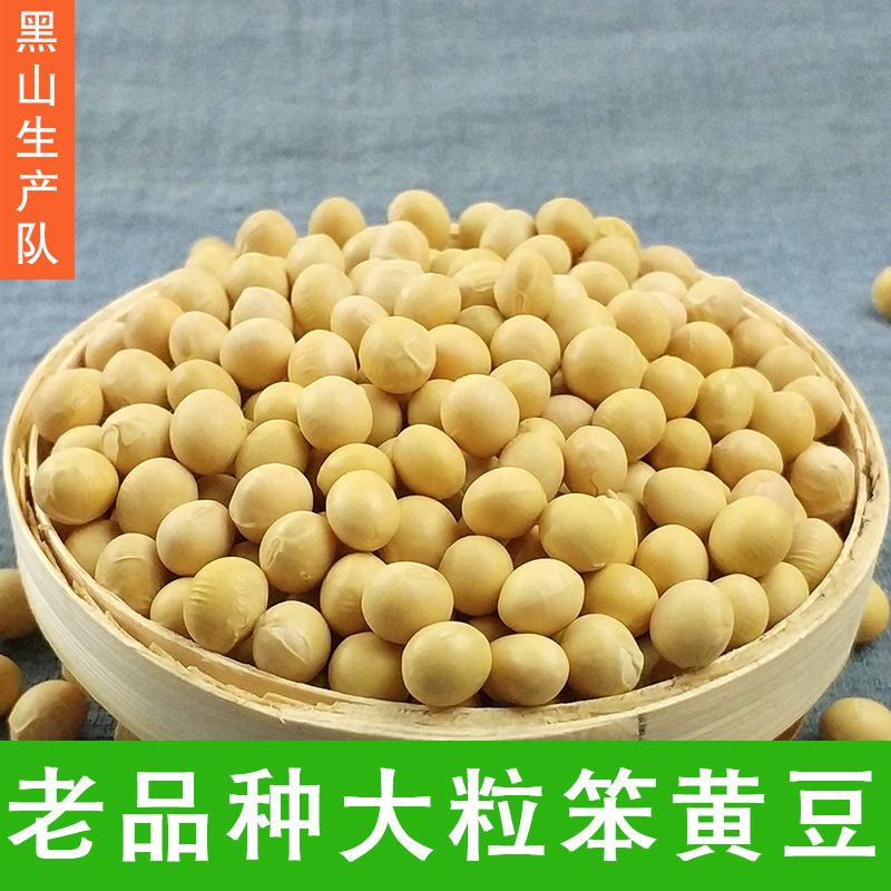 老品种笨黄豆东北大豆新农家自种打豆浆土黄豆生3斤