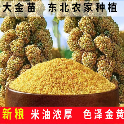 东北黄小米新米米油厚粗粮
