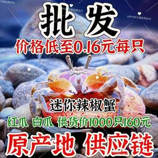 迷你辣椒蟹活体爬宠微景观淡水礼物观赏蟹可深水除藻清洁工易活