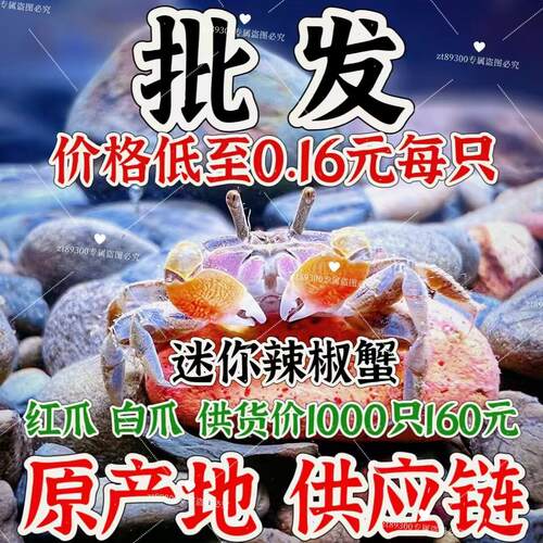 水产批发辣椒蟹红爪白爪辣椒蟹