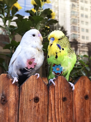 Бесплатная доставка домашняя одежда для птиц, моча, дерьмо, моча влажные брюки мочи Летающая одежда