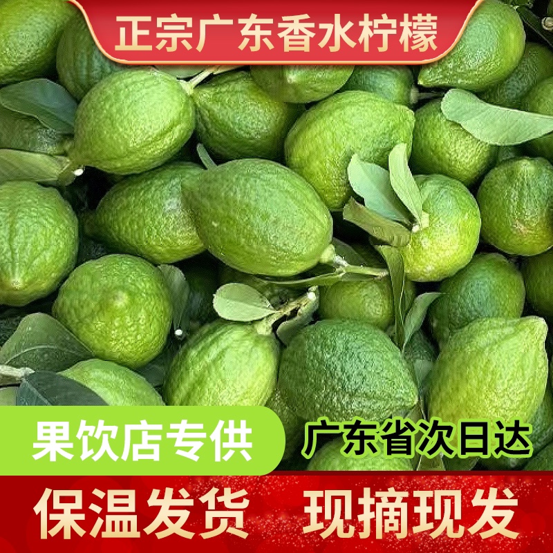 广东无籽香水柠檬极速发货顺丰