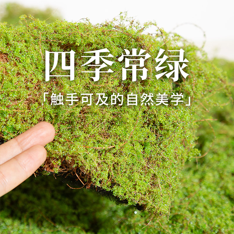 抖音博主同款仿真草坪美化装饰